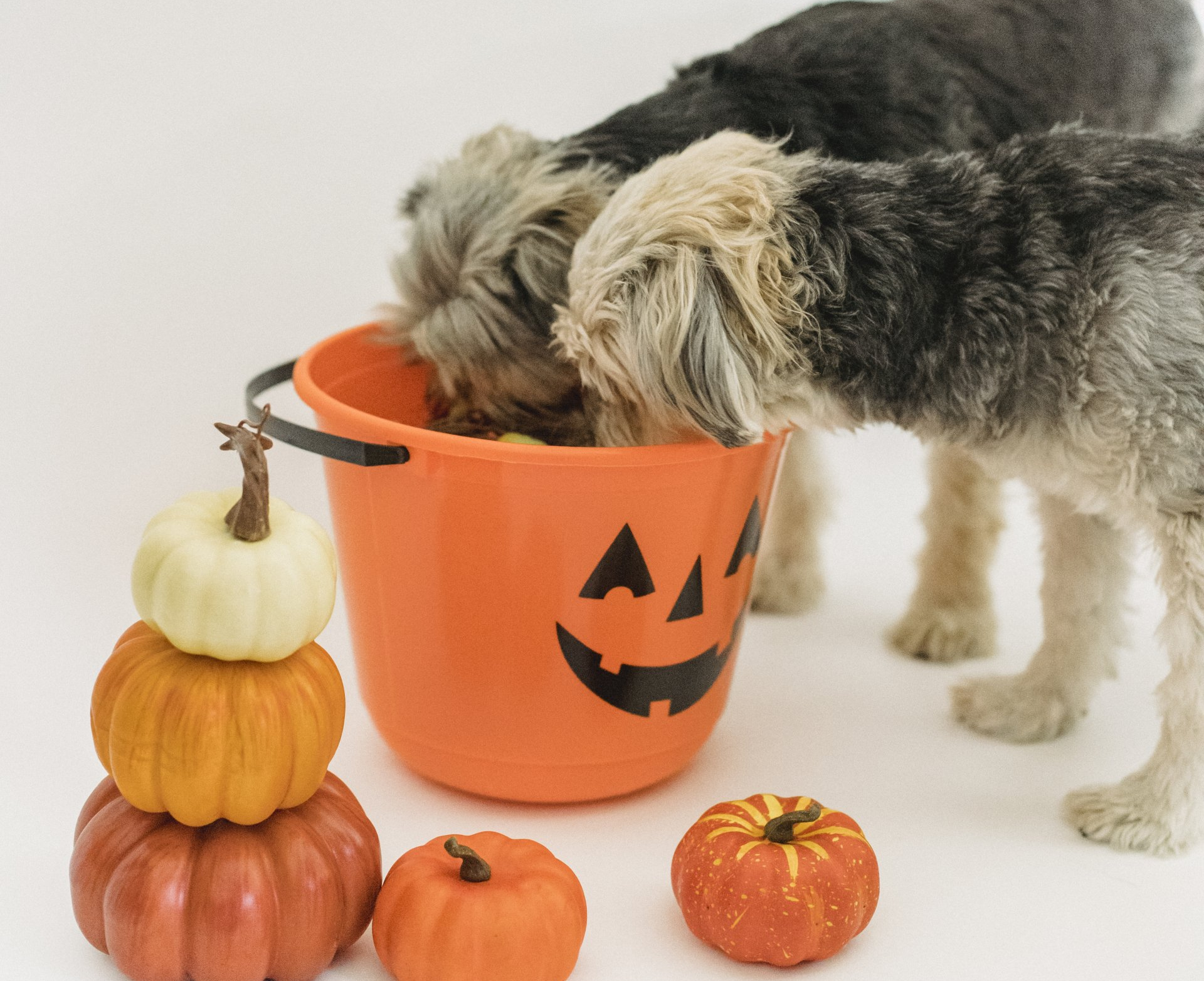 pet-halloween-safety