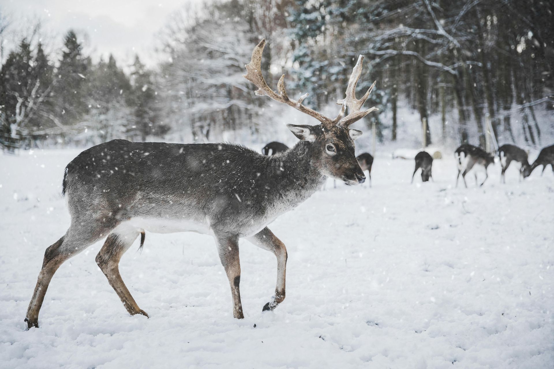 deer-hunting