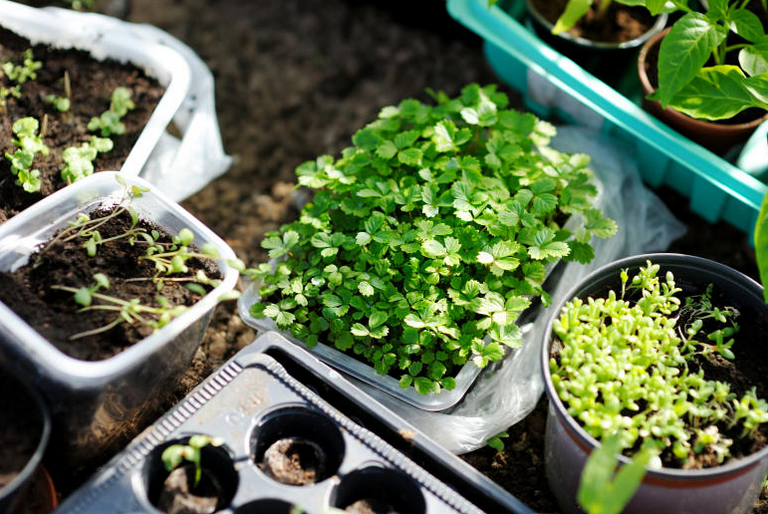 indoor-seed-starting