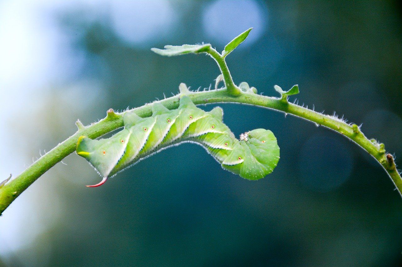 garden-pest-control
