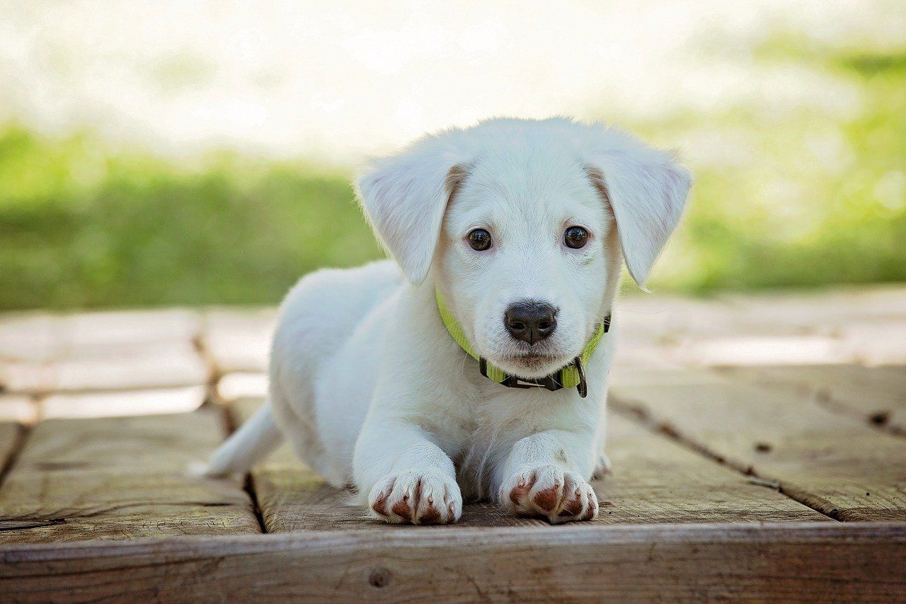 summer-pet-care-puppy