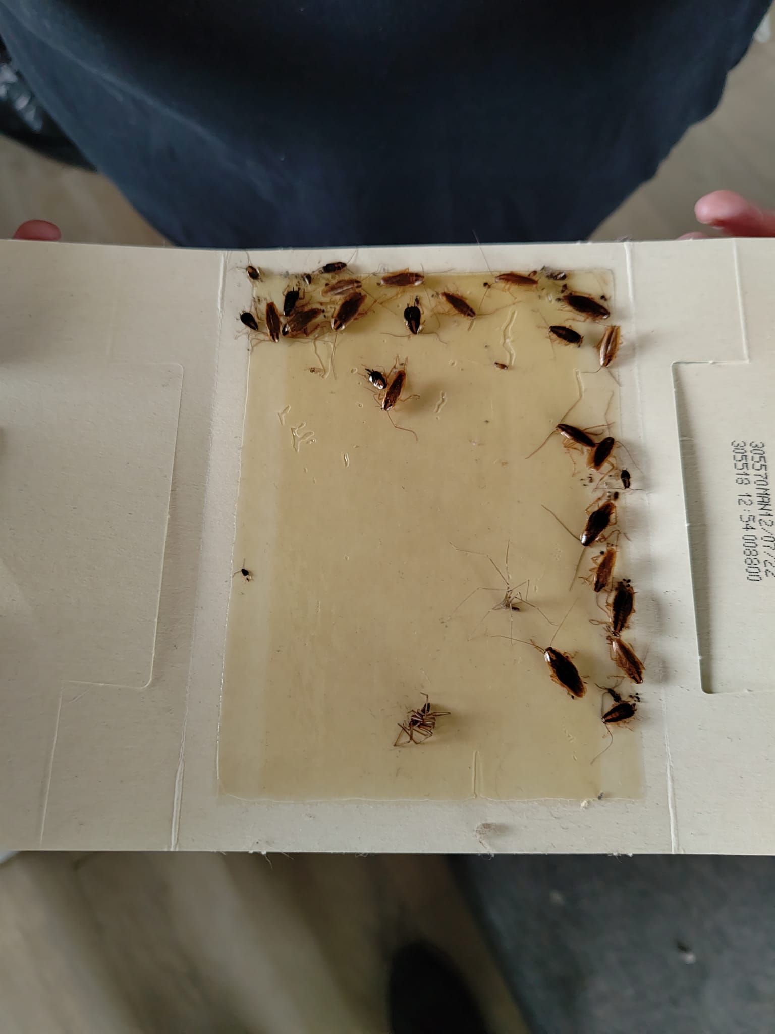 Qui doit payer pour infestation de blattes dans logement loué ? 