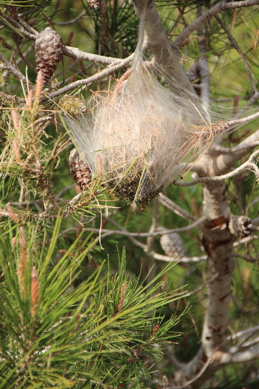 Nid de chenilles processionnaire formé dans un pin