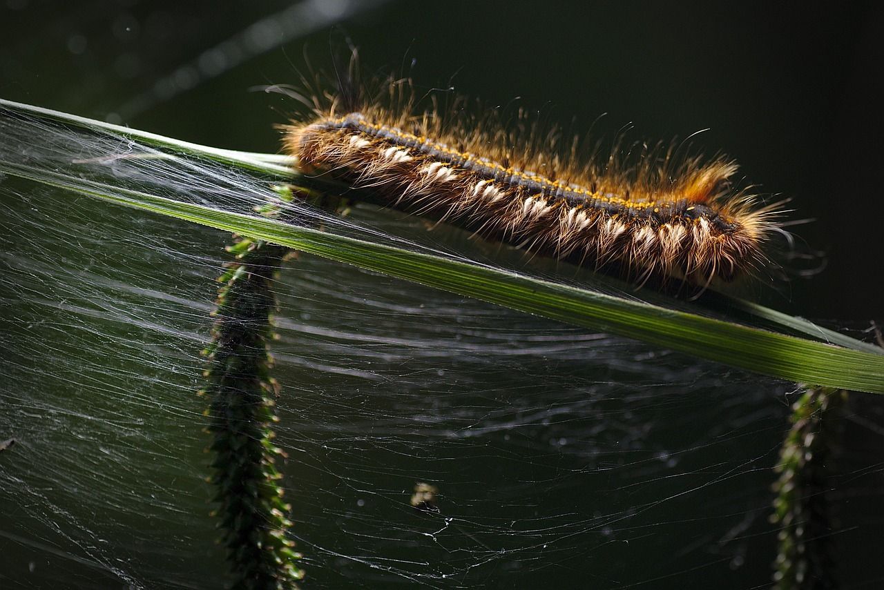 Traitement biologique pour lutter contre la chenille processionnaire Calvados