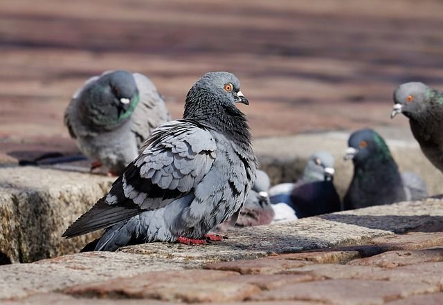 Pigeons dans les rues de la ville