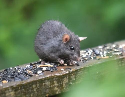 Rat se nourrissant