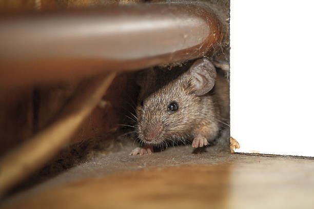Infestation de rats d’un immeuble à Caen — illustration des risques d’insalubrité et des interventions de dératisation menées par NGAN Calvados à l’automne.
