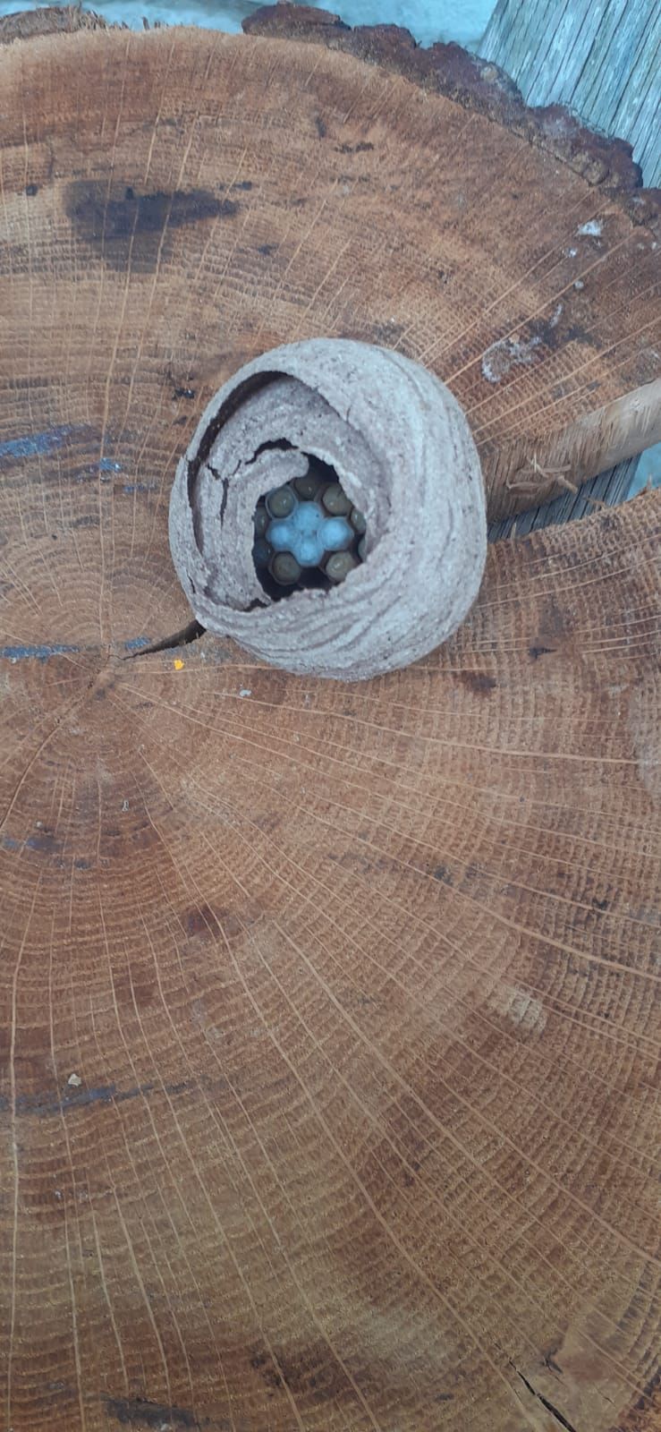 Traitement rapide et efficace sur un nid de guêpes sous cabanon de jardin à Caen