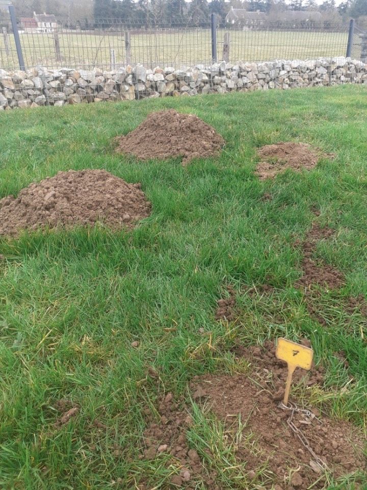 Taupinières piégées sur un terrain verdoyant à Caen par NGAN Calvados