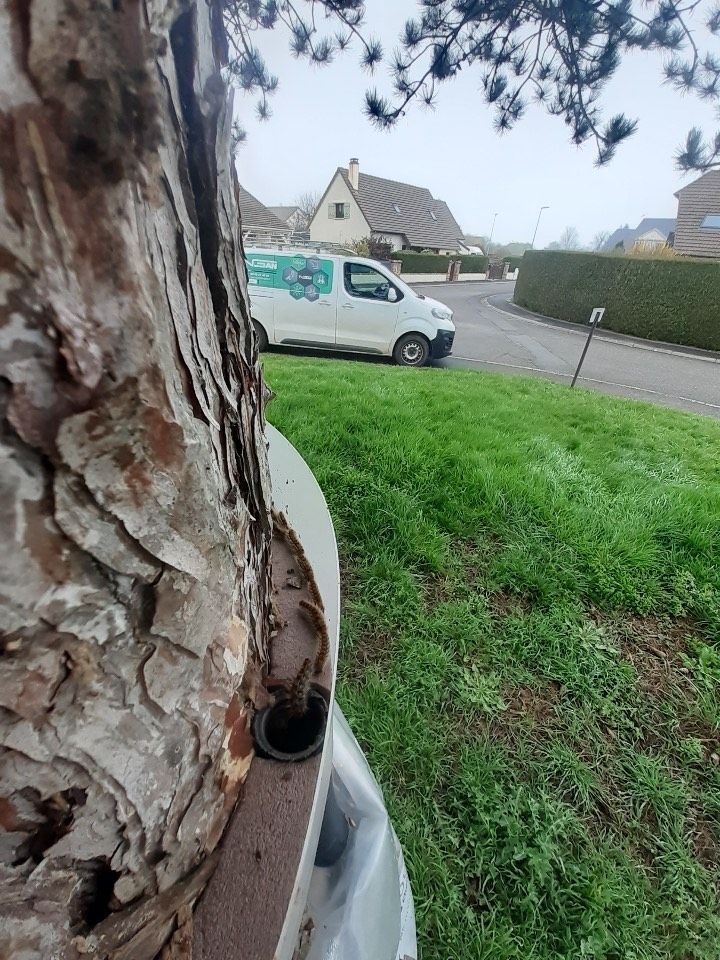 Mise en place d'un éco piège pour chenilles processionnaires du pin