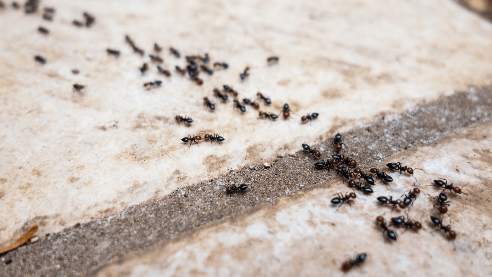 Invasion de fourmis à l'extérieur d'une maison à côté de Caen