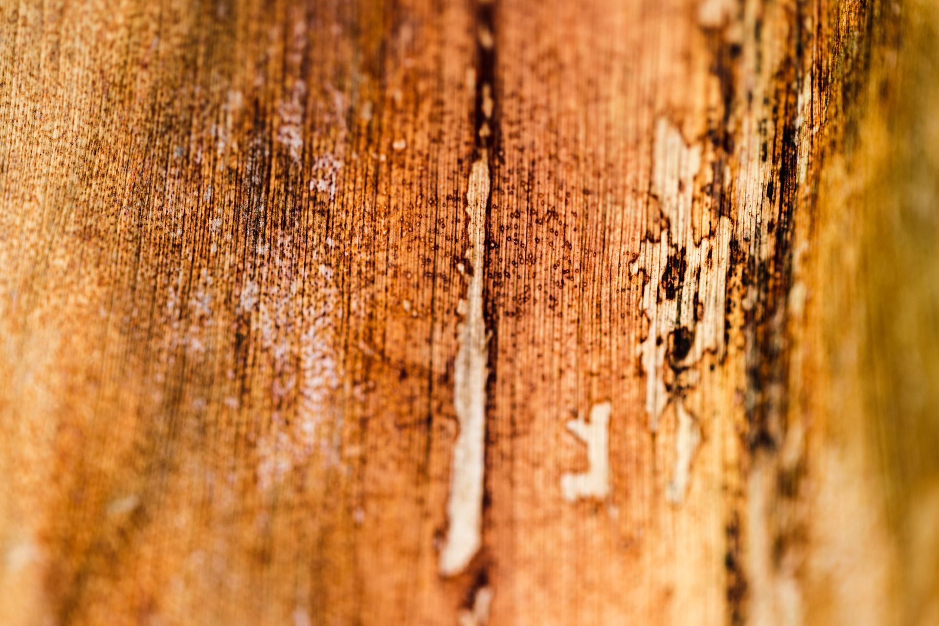 Bois infecté insectes xylophages