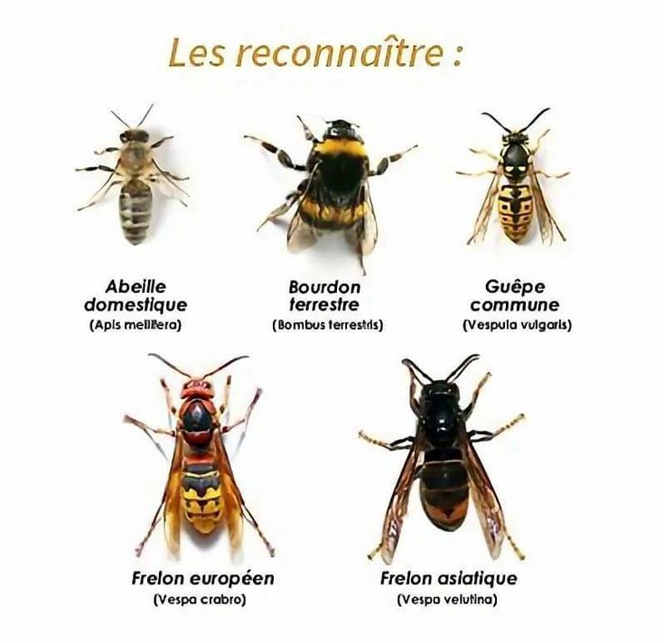 Apprenez à distinguer abeilles, guêpes et frelons, et découvrez les traitements professionnels proposés par NGAN Calvados, dans le respect des bonnes pratiques et de la biodiversité.