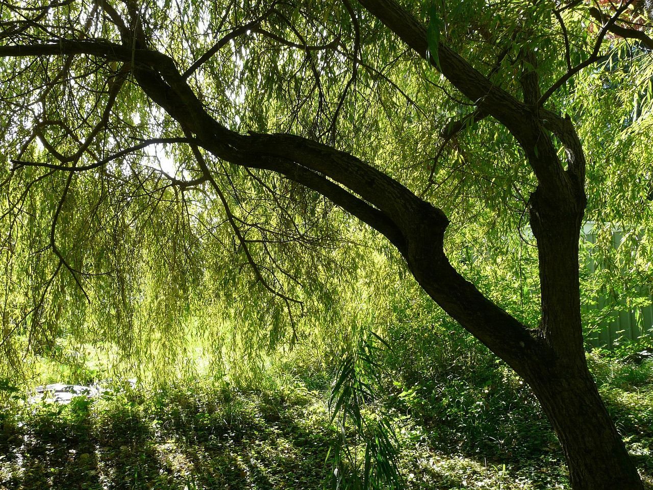 Certains arbres comme les fruitiers, tilleuls, saules ou érables attirent guêpes et frelons avec leur sève. NGAN Calvados explique pourquoi et comment agir en sécurité.