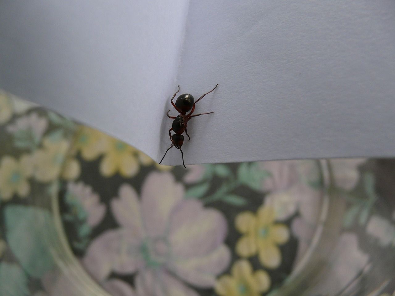 Image d'une fourmis sur la table à manger 