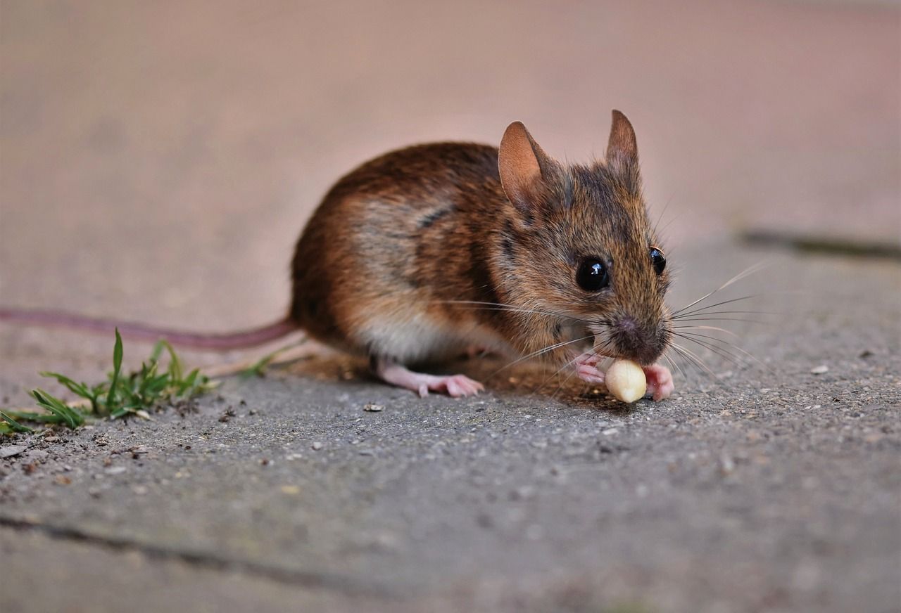 Infestation de souris Côte de Nacre