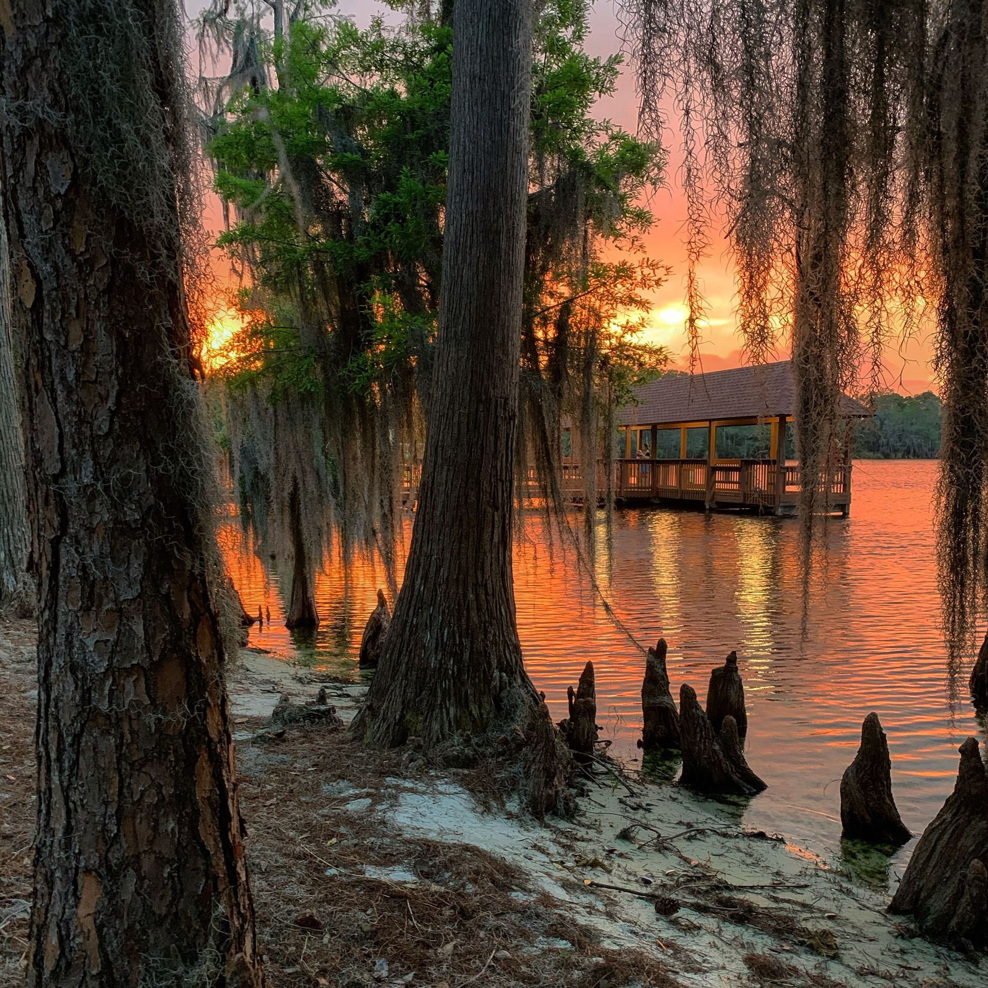 Cypress trees draped in Spanish moss along a quiet Acadiana bayou at sunset