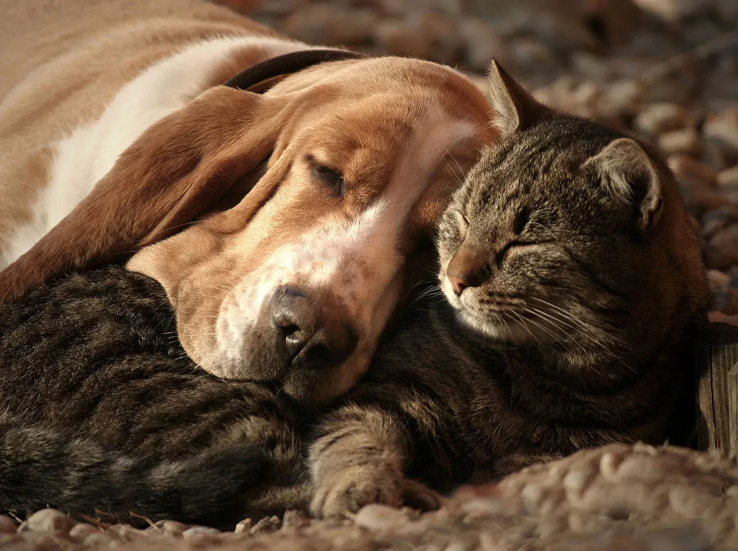 Sleeping dog cuddling a tabby cat on a blanket