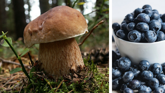 Mushroom and blueberries: brown mushroom in moss, bowl of blue blueberries.