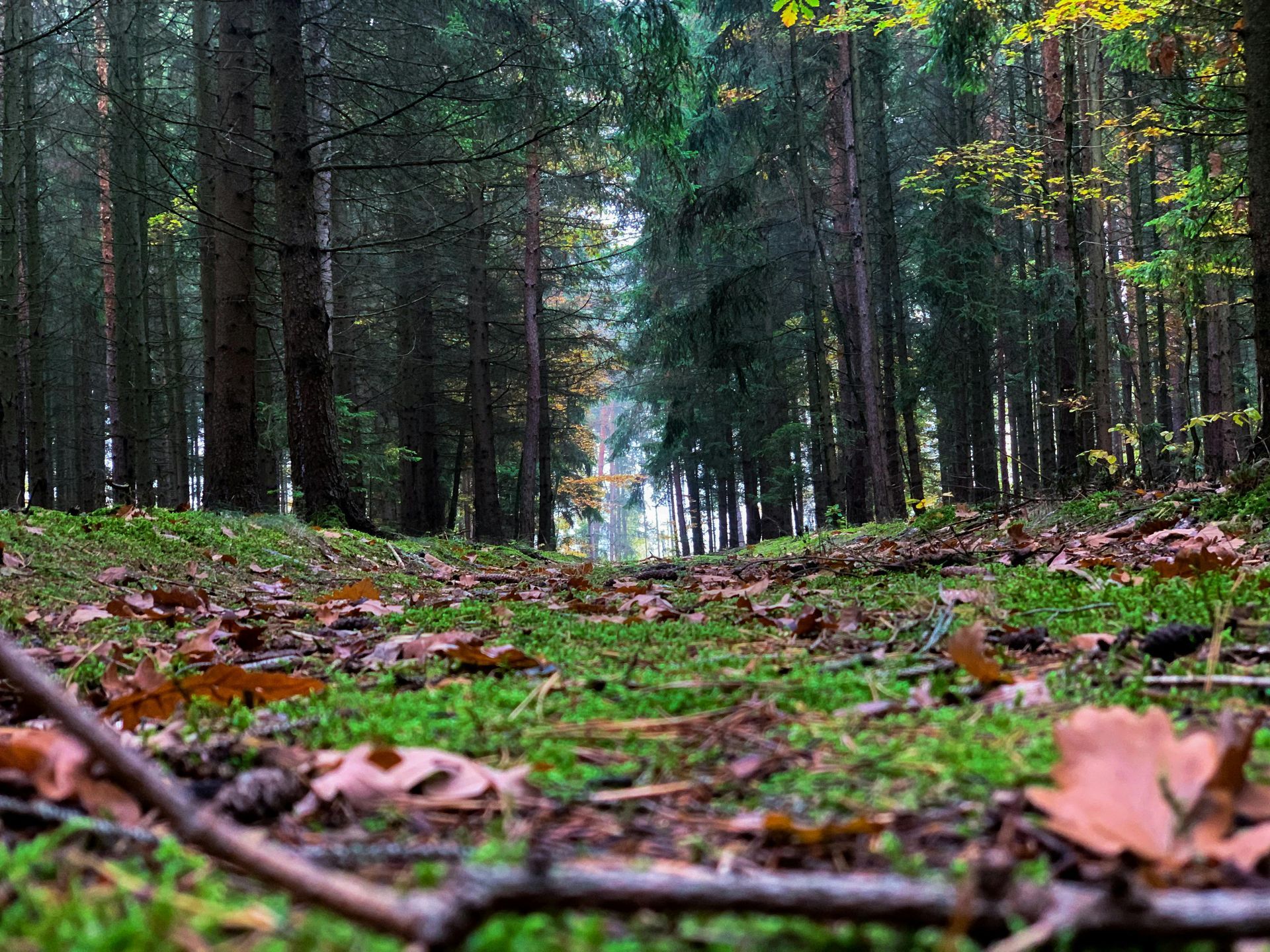 Forest path through tall trees, covered in fallen leaves and moss.