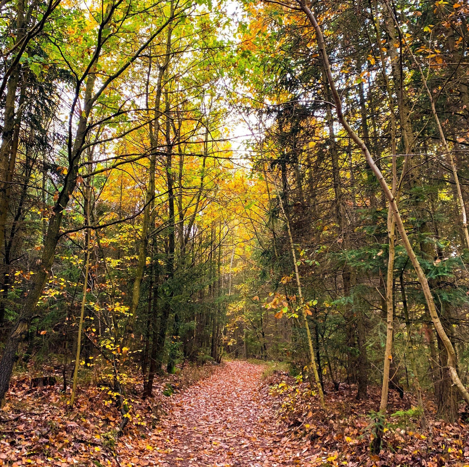 Path through autumn forest, covered in fallen leaves, with yellow and green foliage.