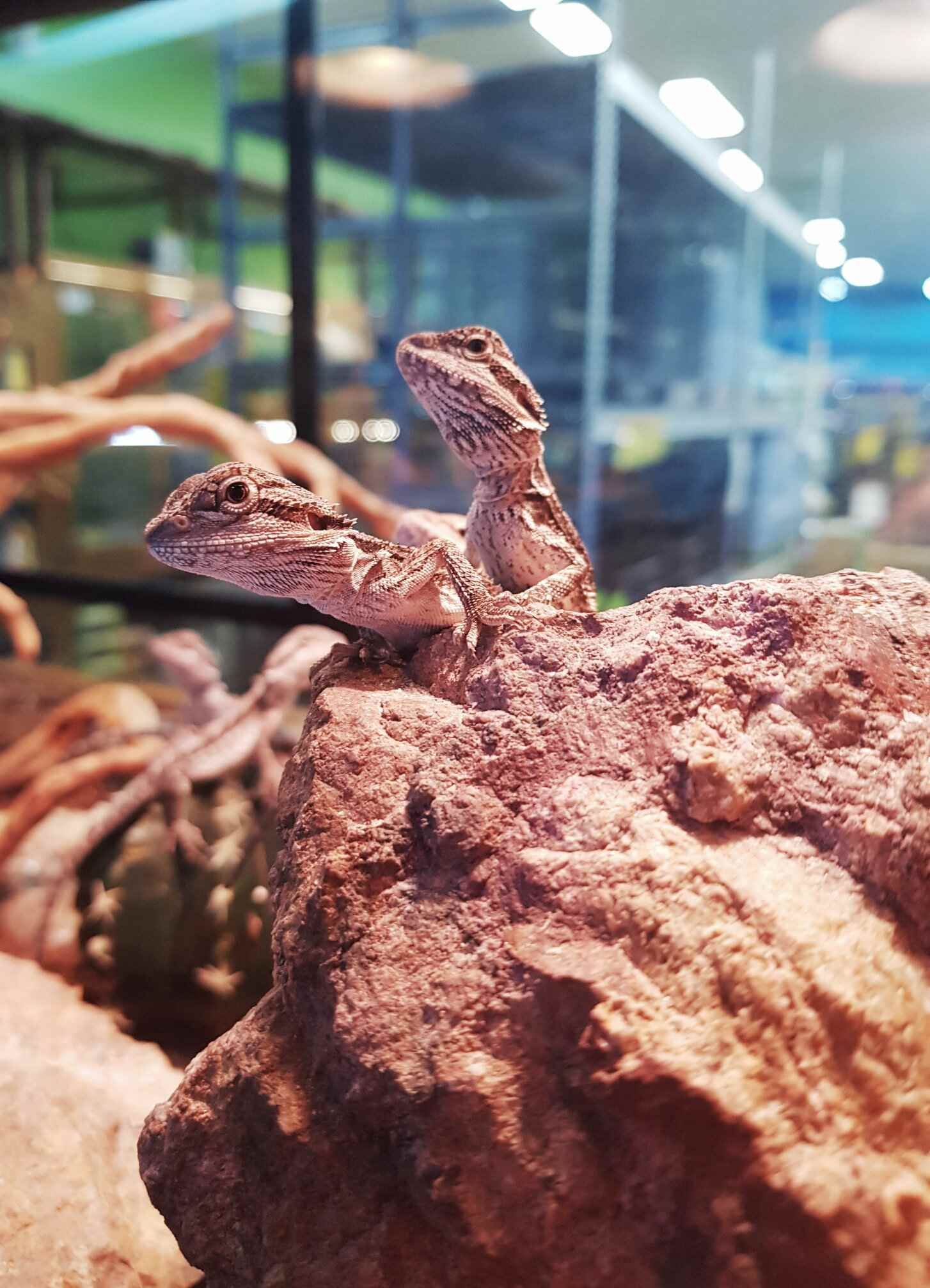 Two Lizards Are Sitting on Top of a Rock — Rocky Pet World in Norman Gardens, QLD