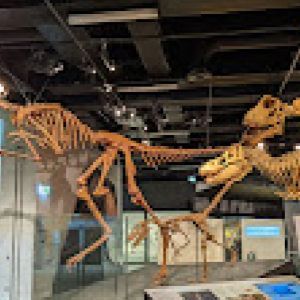 Picture of the inside of the Melbourne Museum showing large Jurassic Dinosaurs.