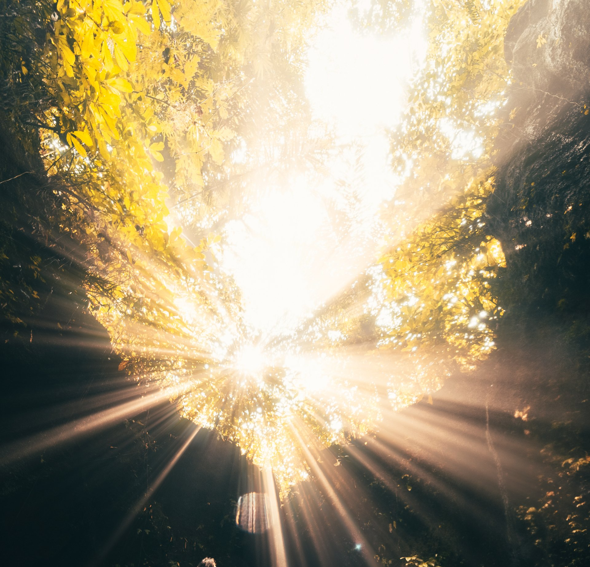 sun shining from above through trees