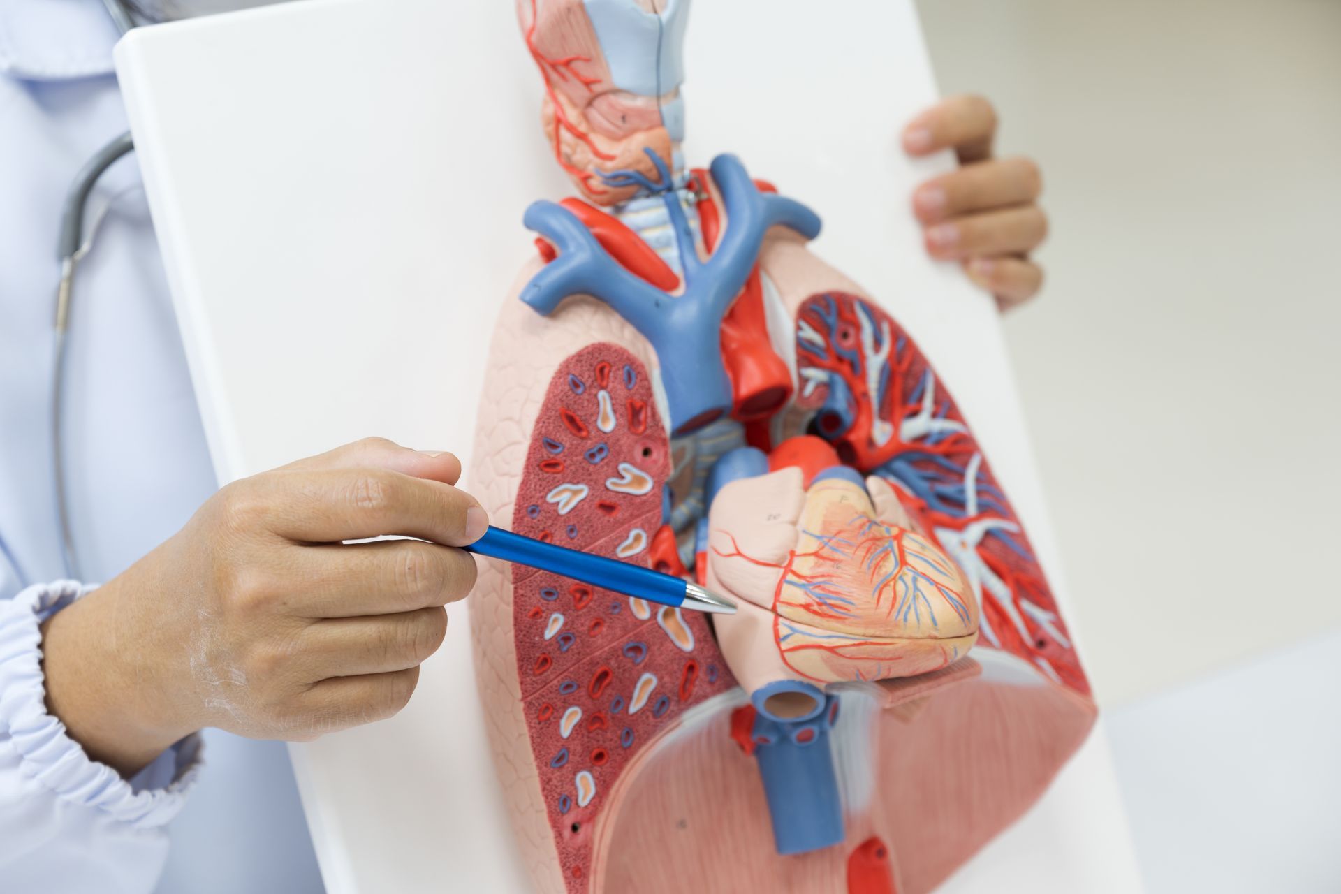 Medical professional pointing to heart and lung model, explaining cardiovascular system. Medical professional pointing to heart and lung model, explaining cardiovascular system.