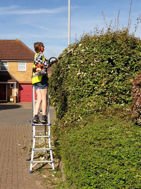 Maya pruning fig