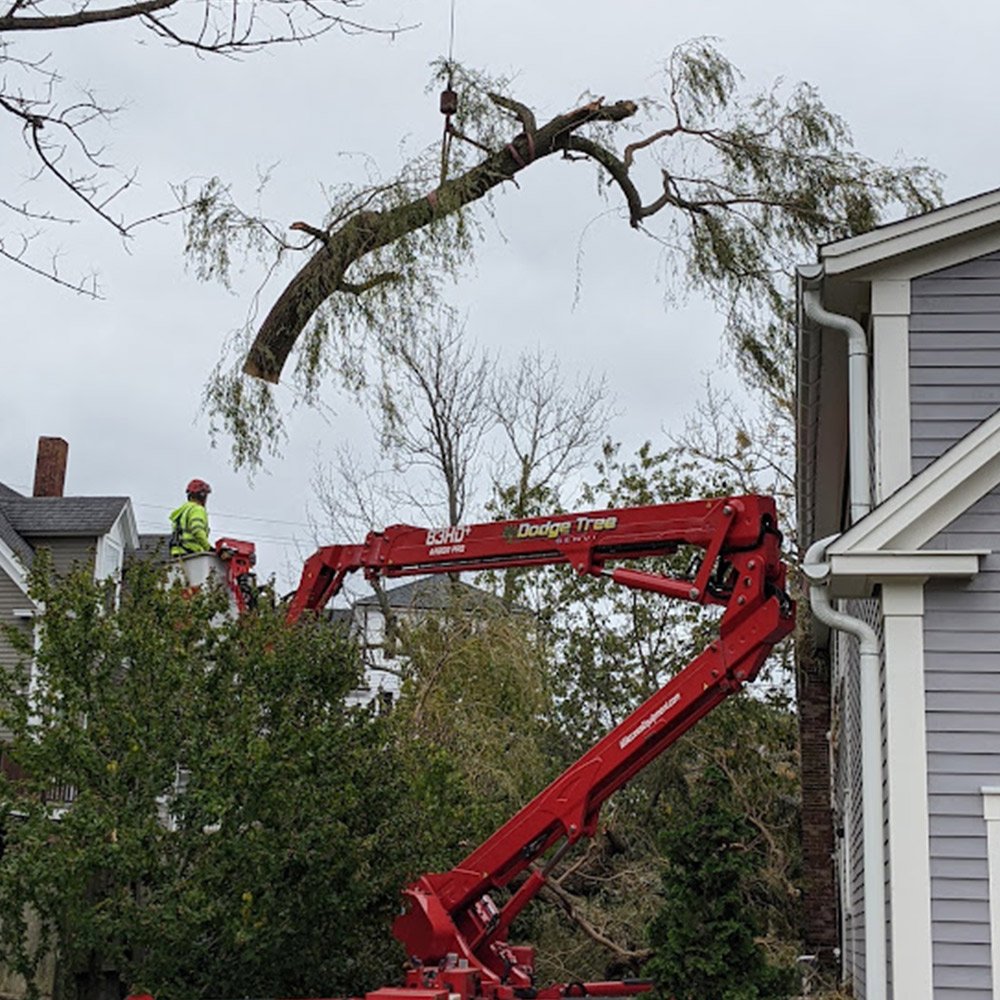Tree Company South Hamilton, MA Dodge Tree Service
