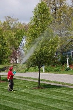 Residential tree care service technician spraying a healthy residential tree in a suburban yard with