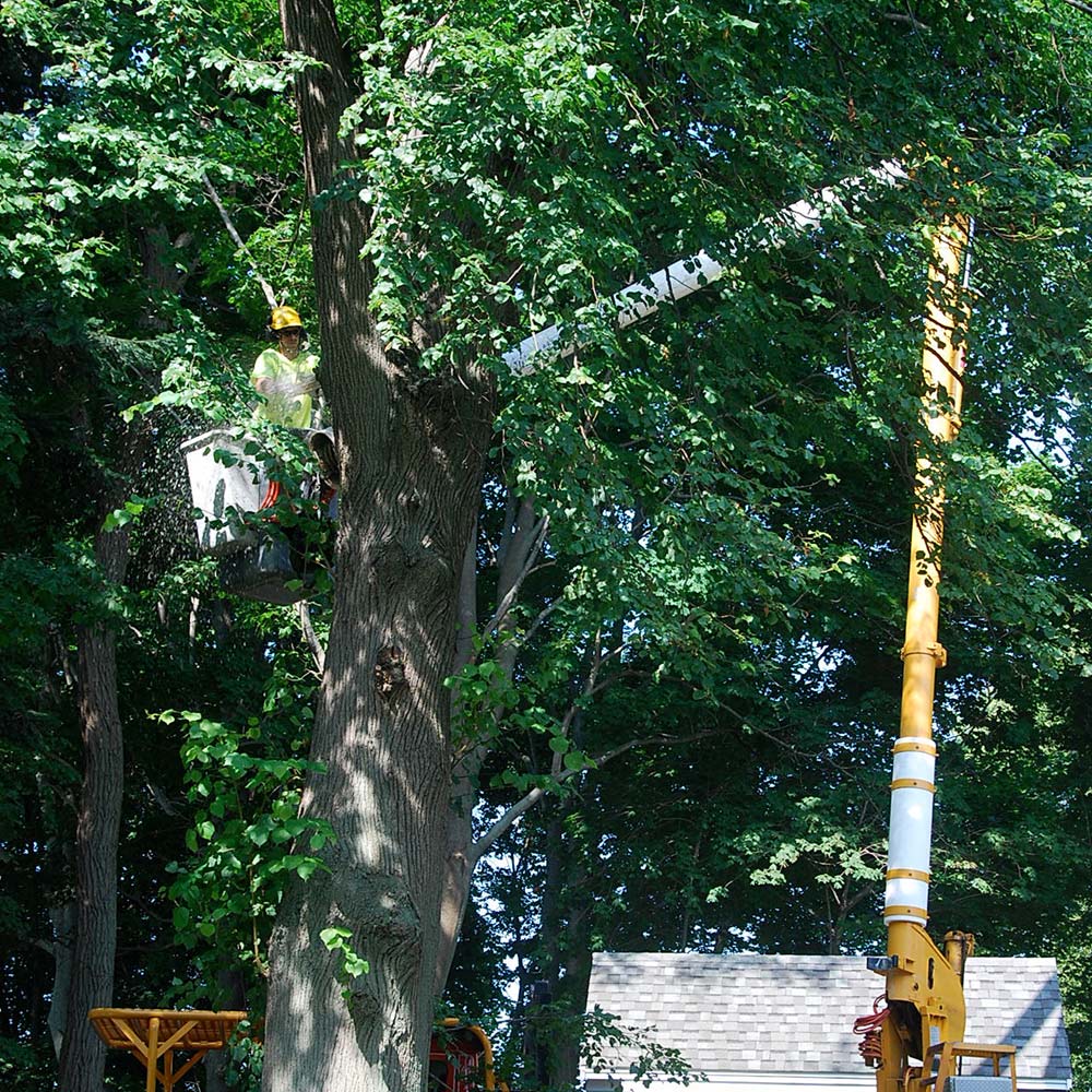 Worker Trimming The Tree — South Hamilton, MA — Dodge Tree Service Worker Trimming The Tree — South Hamilton, MA — Dodge Tree Service