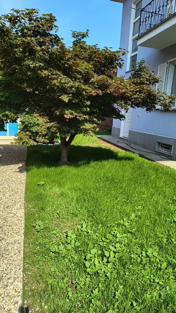 Un rigoglioso prato verde accanto a un edificio bianco con un piccolo albero illuminato dal sole.