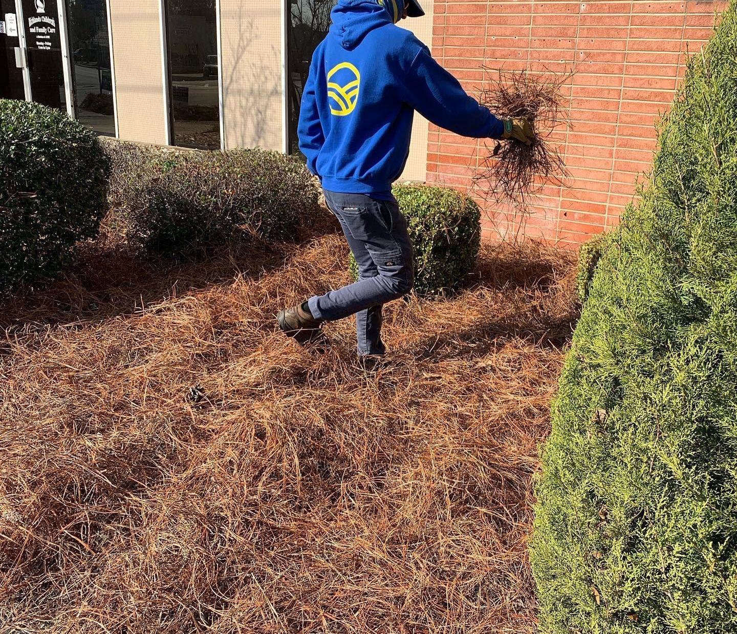 A man in a blue hoodie is standing in a garden holding a bunch of pine straw.