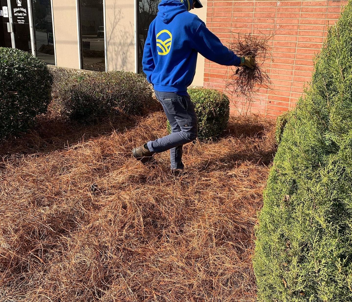 A man in a blue hoodie is standing in a garden holding a bunch of pine straw.