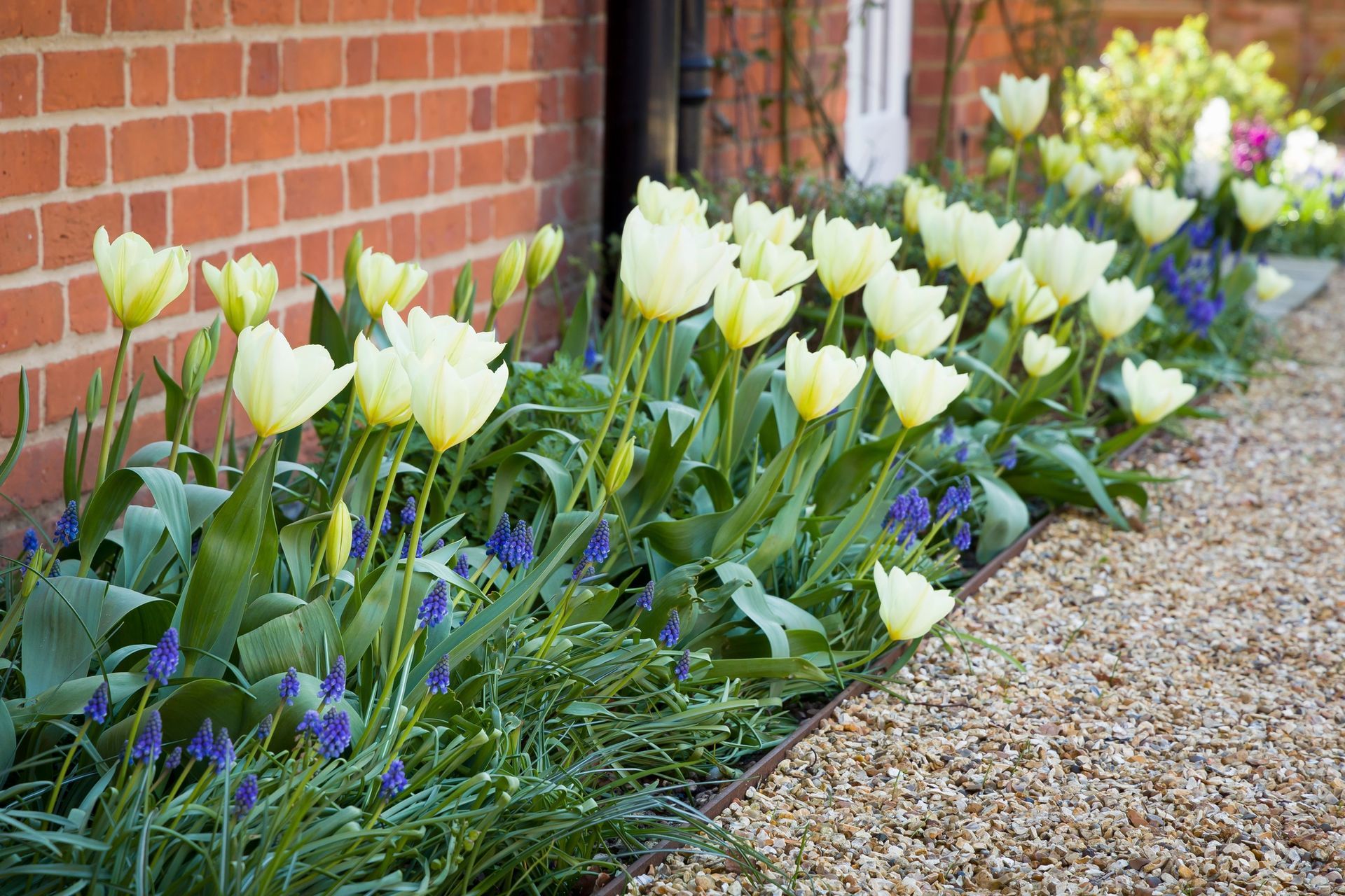 A row of white tulips are growing in a garden next to a brick wall.