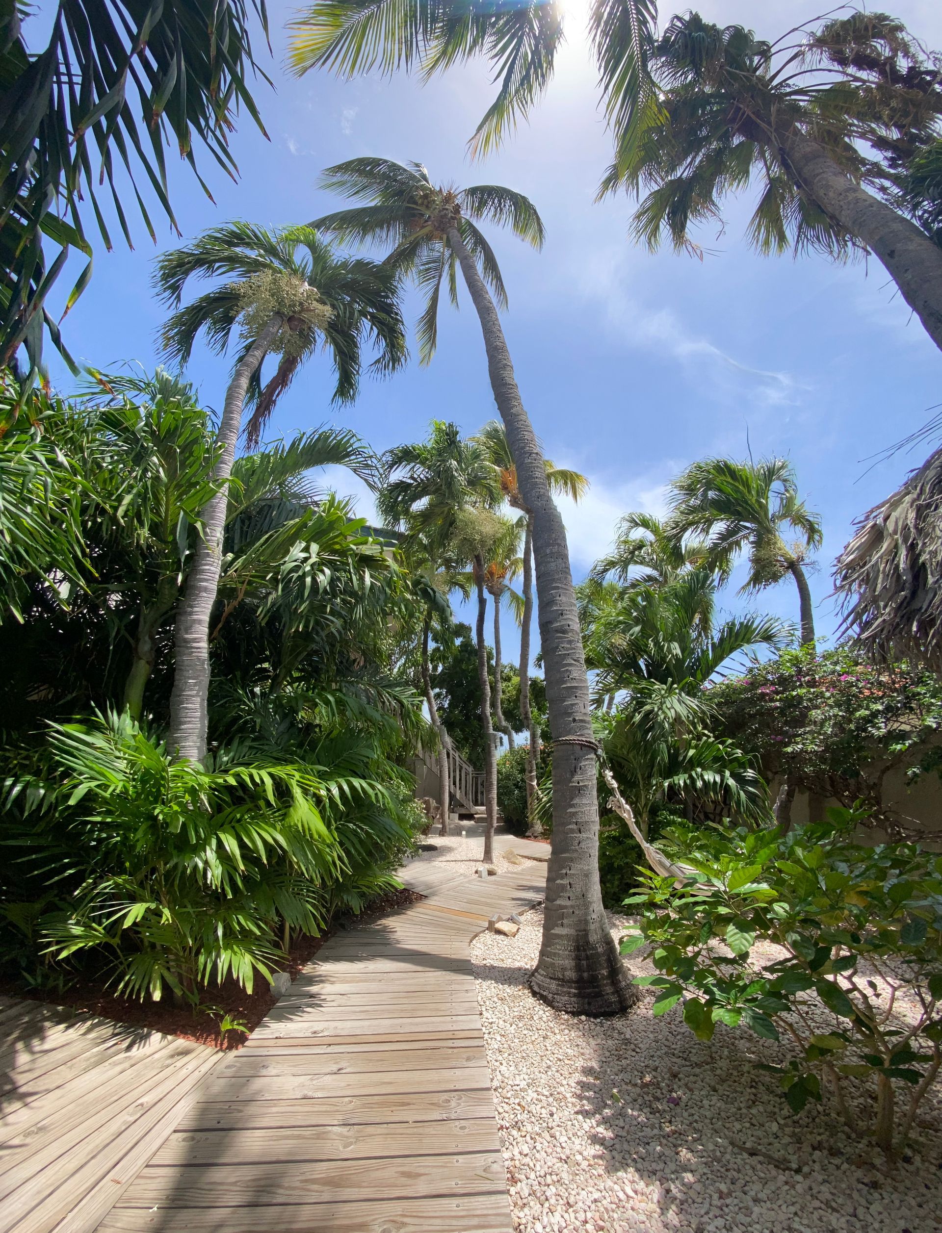 Wooden path lined with palm trees and lush green foliage under a sunny, blue sky.