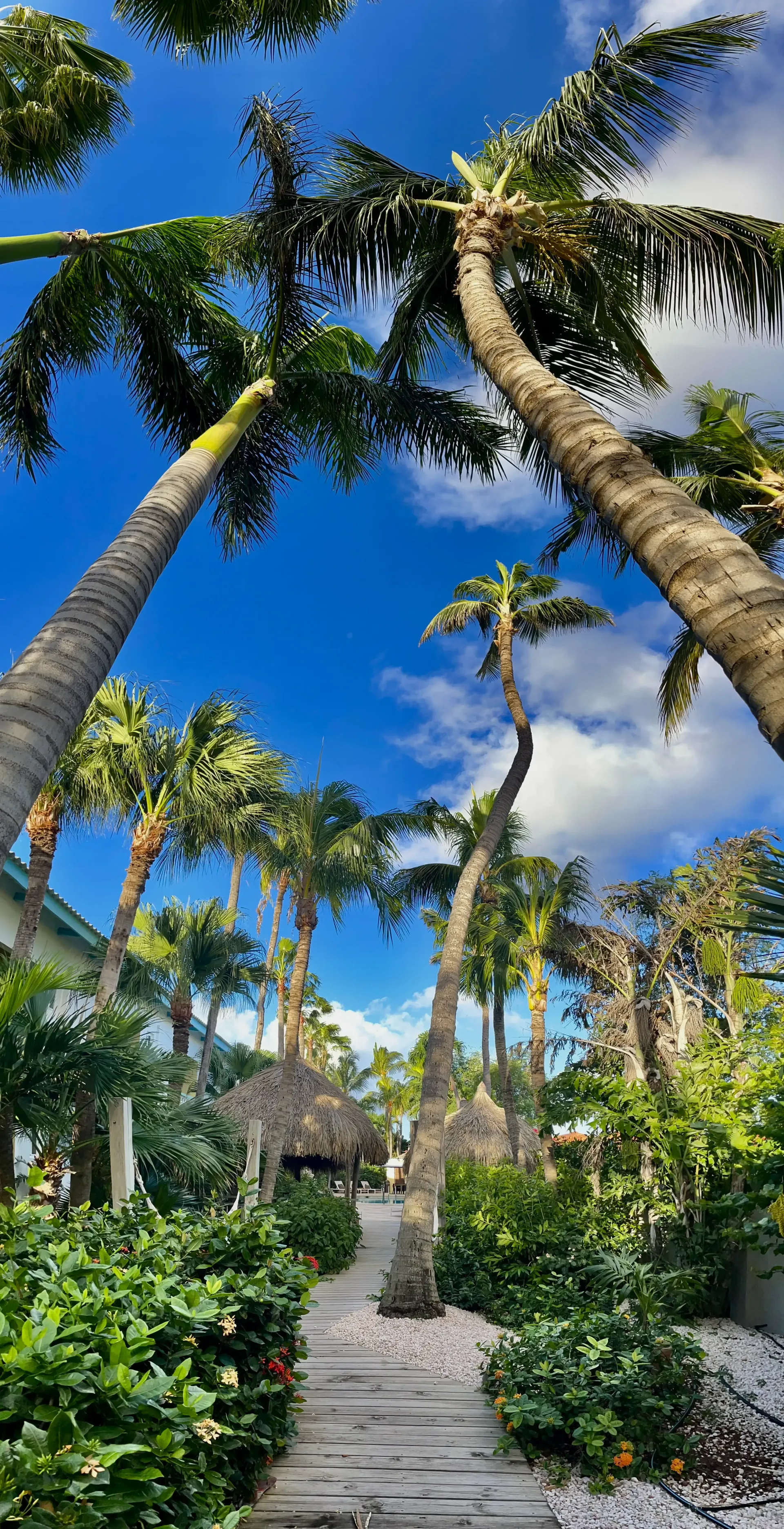 Palm trees frame a stone path leading to a thatched roof structure under a blue sky.