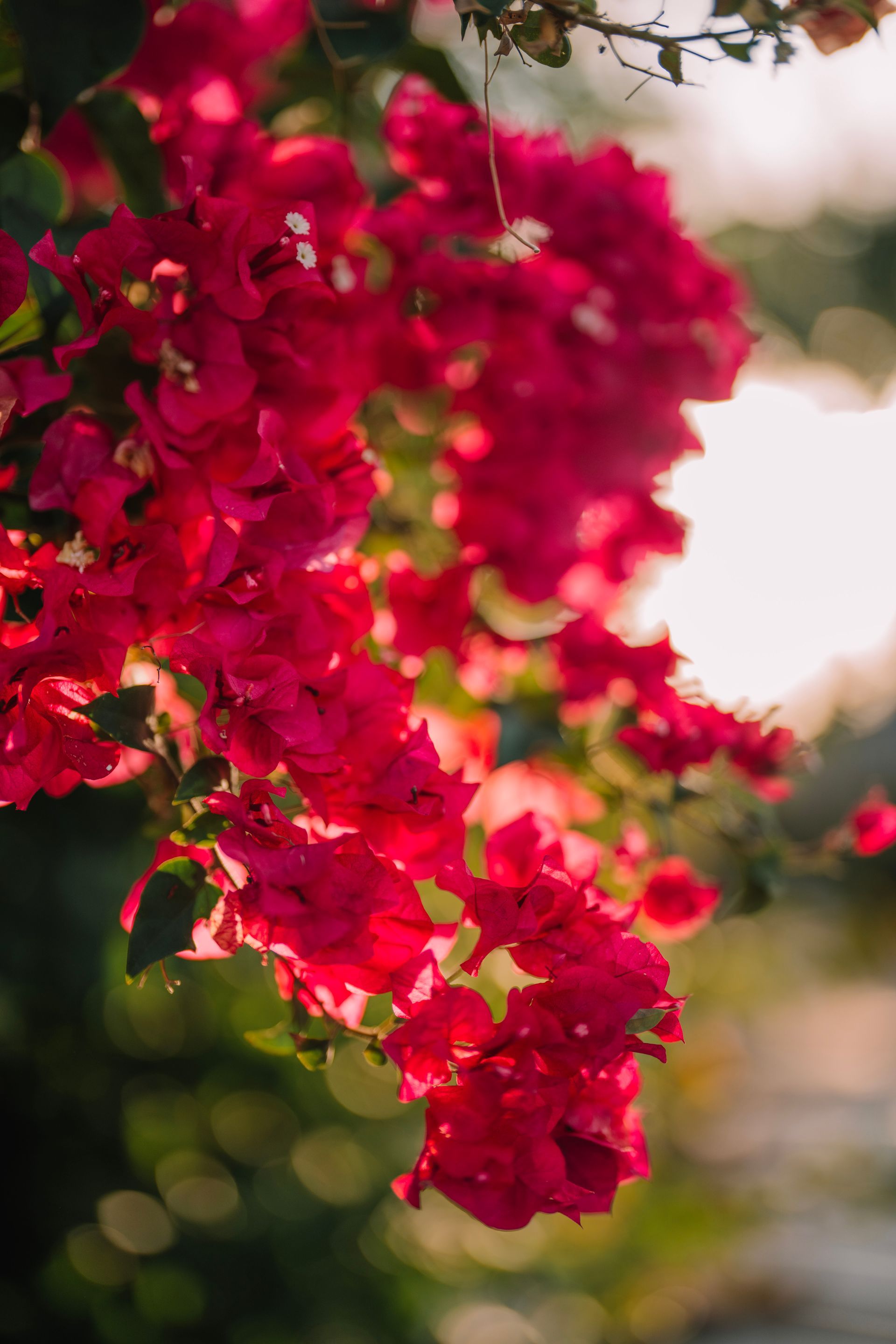 Bright pink bougainvillea flowers against a blurry background, lit by the sun.