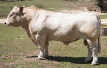 A muscular, off-white Charolais bull stands in a grassy, sunlit field.