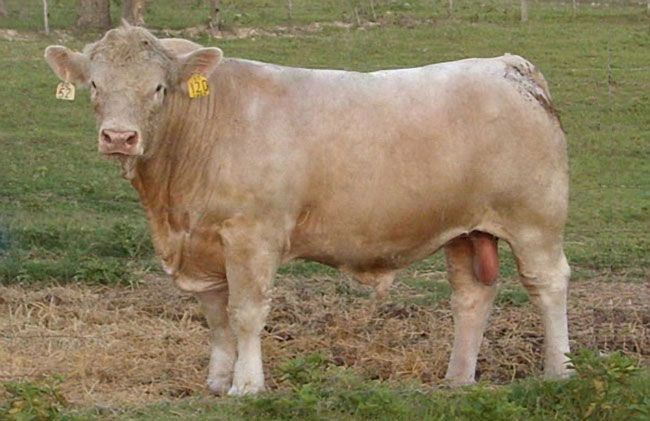 A light-colored bull with yellow ear tags standing in a grassy field.