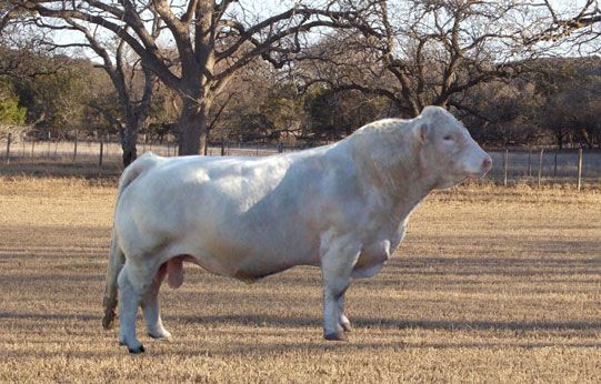 A muscular white Charolais bull stands in a dry, grassy field with trees in the background.