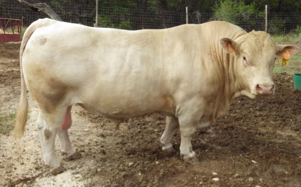 A white muscular Charolais bull standing in a dirt-floored cattle pen.