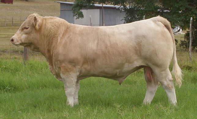 A muscular, cream-colored Charolais bull stands in a grassy field against a fence and rural backdrop.