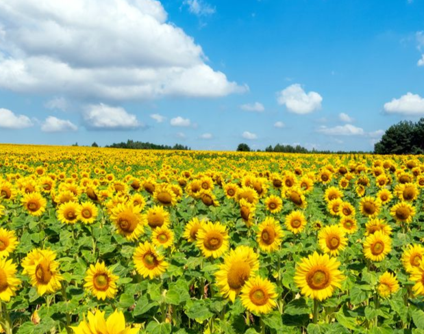 Sunflowers