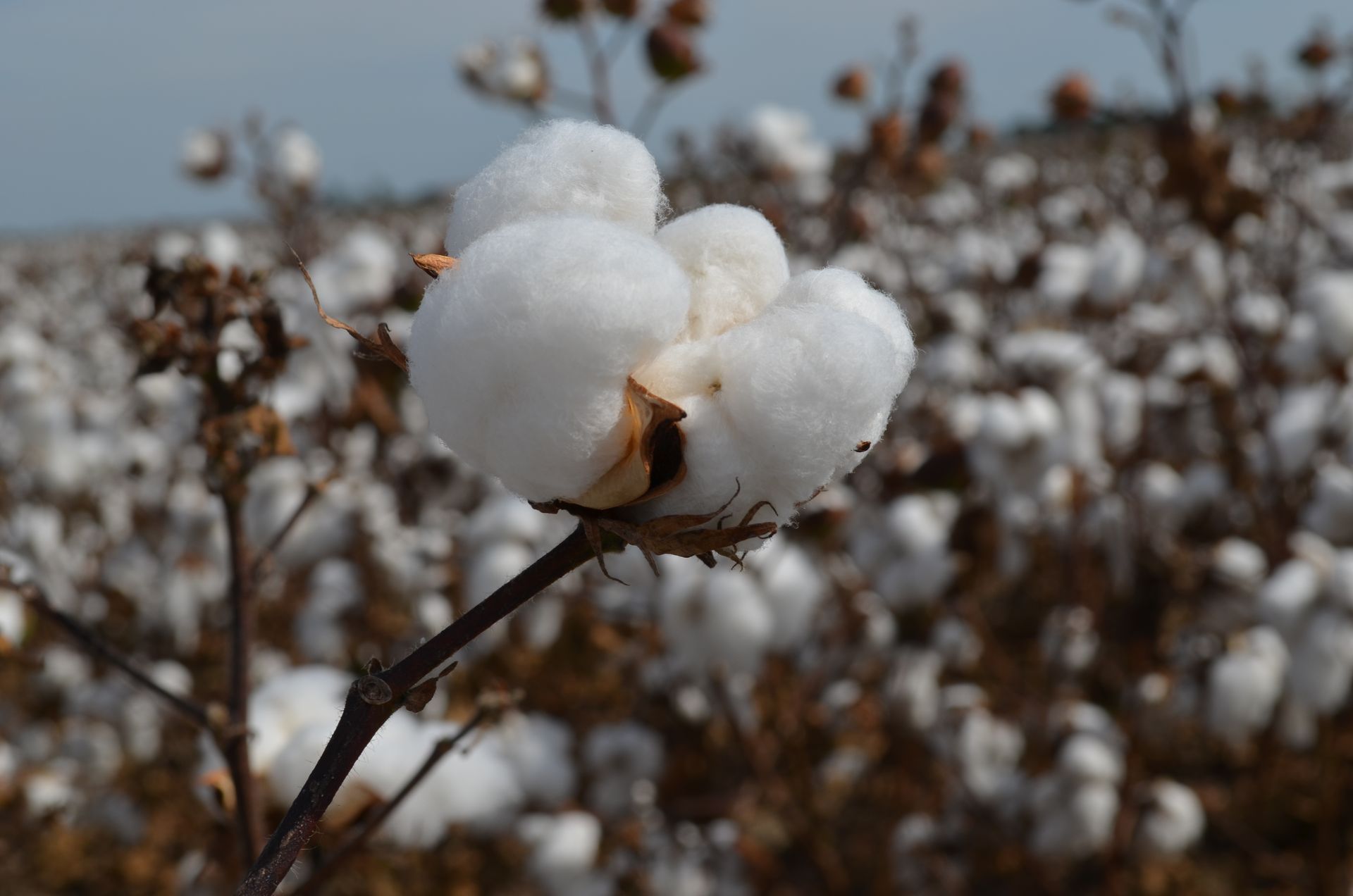 Cotton