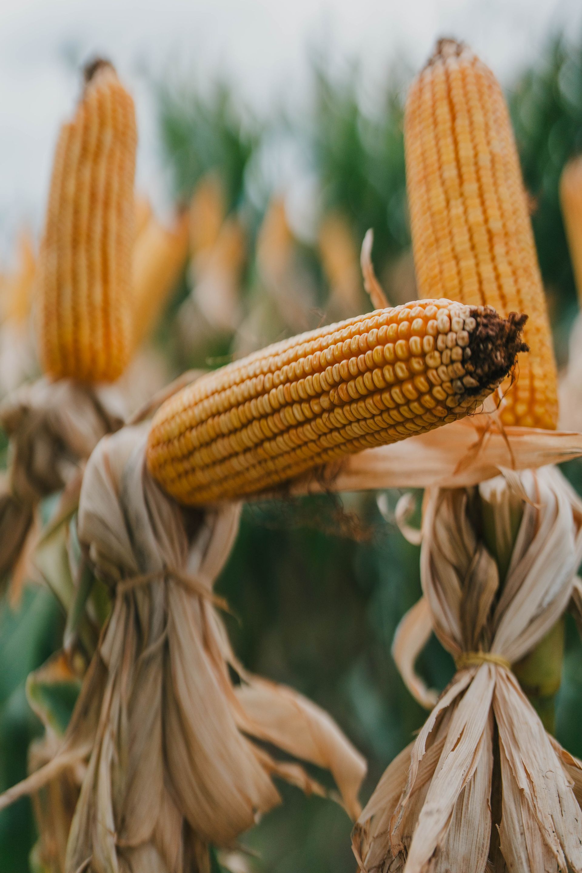 Corn