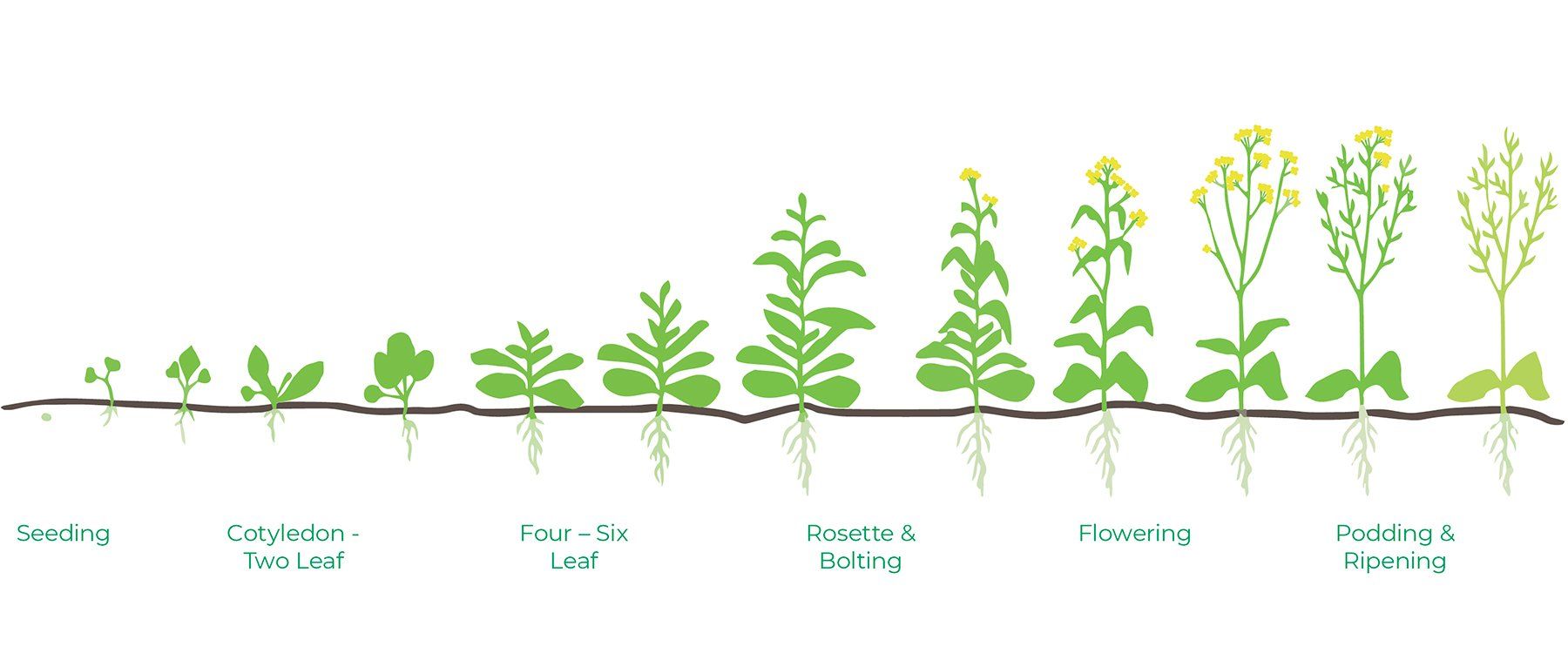 Wheat Stages of Growth