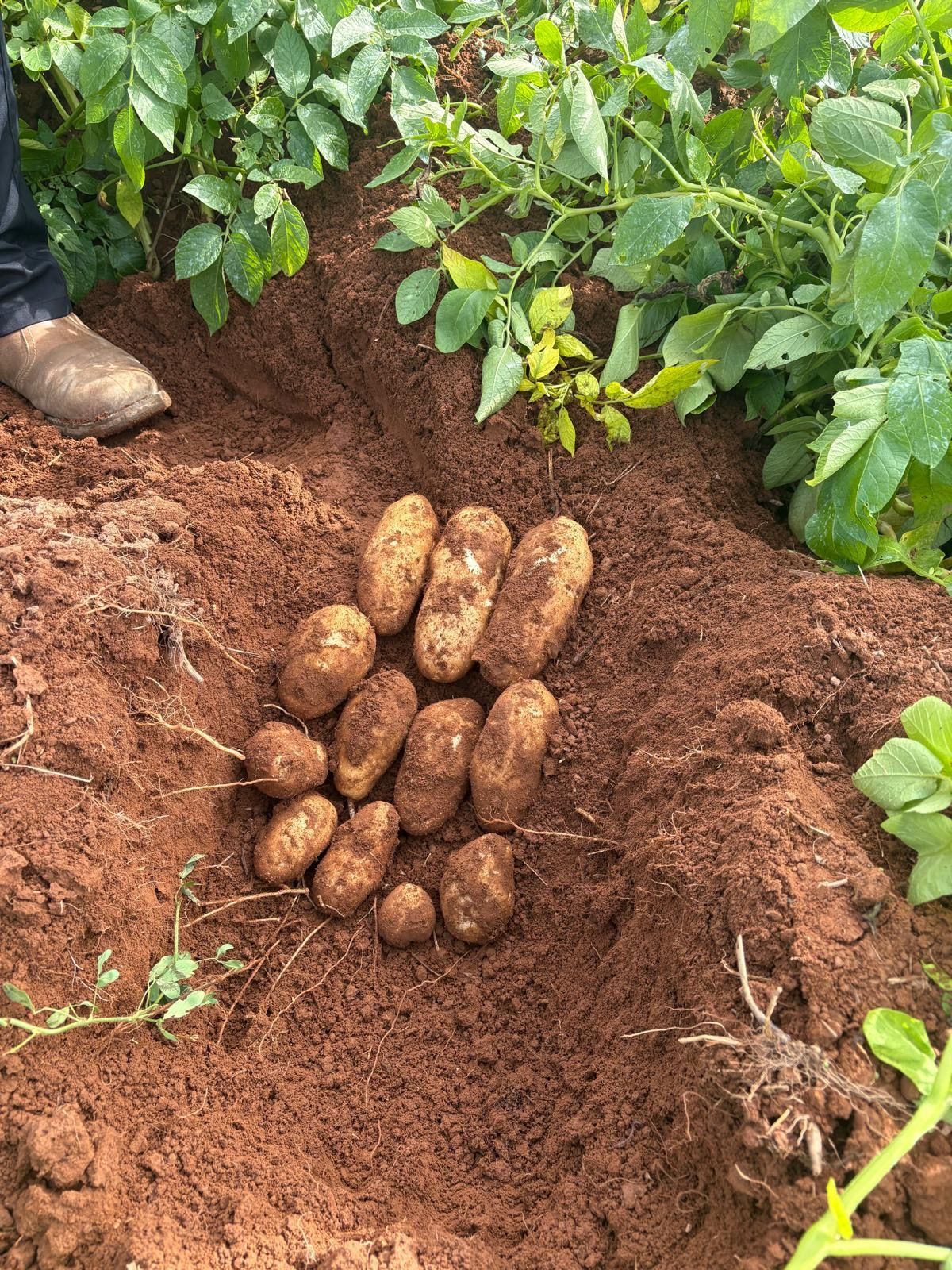 Potatoes
